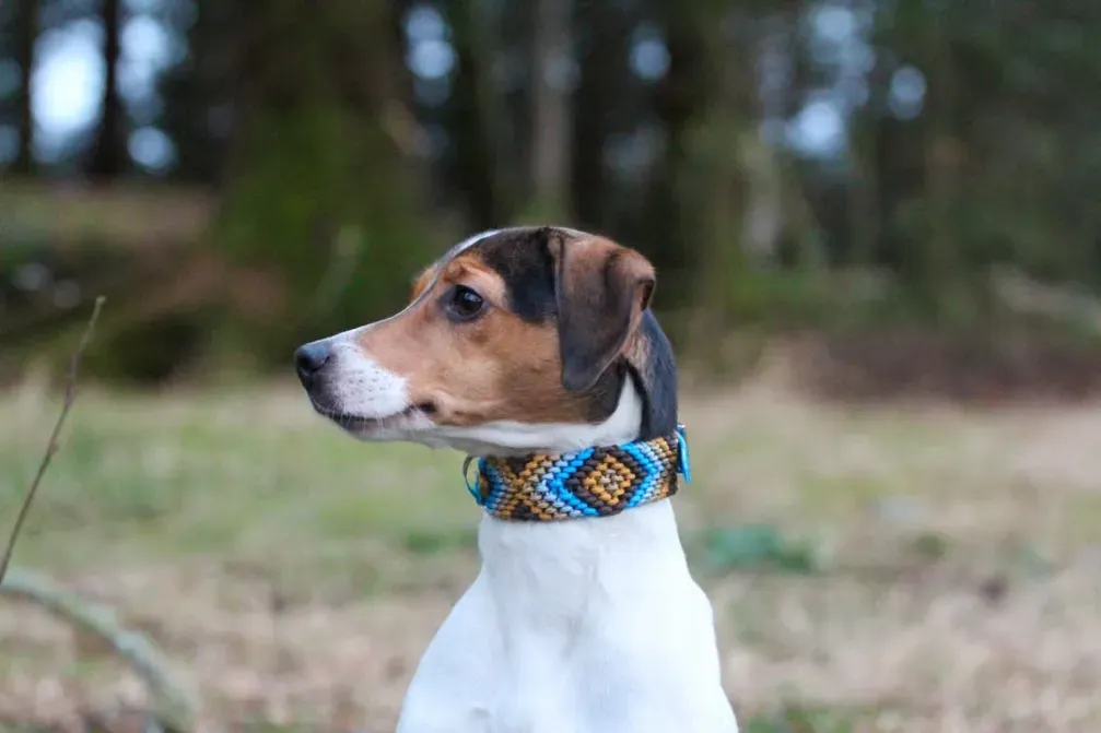 Main image for the homepage